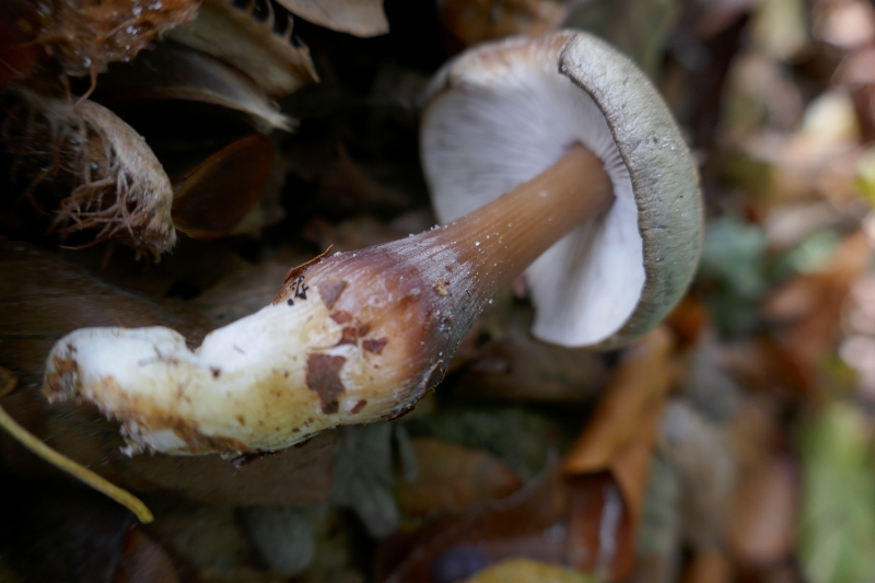 Onbekende paddenstoel